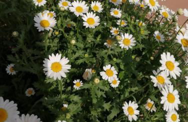 Agriturismo Nuvolino - Foto 11