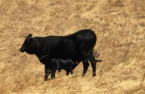 Monte dos Aroeirais - Foto 57