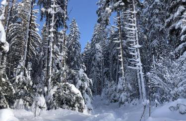 Schwarzwaldblick - Foto 27