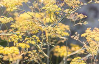 The Cowshed - Country Retreat - Foto 62