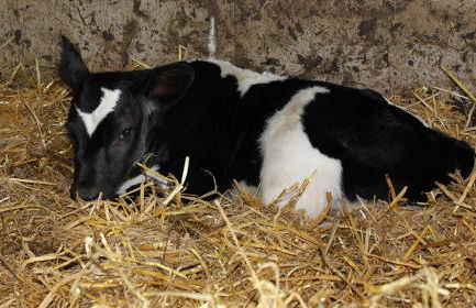 Hof Reckermann I - Foto 16