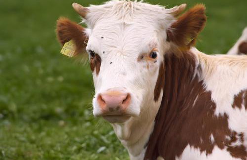 Altvogtshof - Photo 3