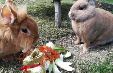 Landhaus in der Irlau - Foto 23