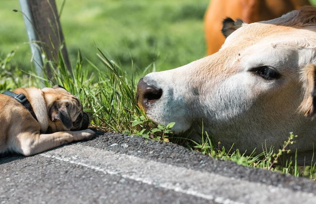 Casa Aniceto I - Photo 33