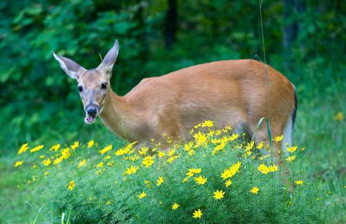 Gite Acacia au coeur du Triangle d'Or en Dordogne - Foto 25