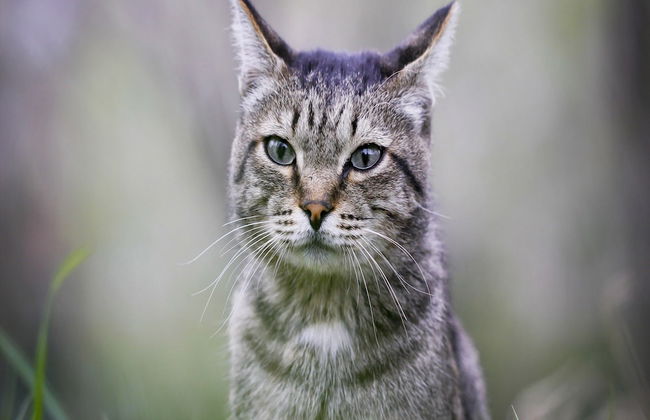 Cozy Coastal Home w/ Terrace - Photo 7