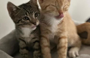 Schöner Winkel - Foto 14