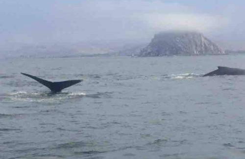 Pelican Place in Morro Bay - Foto 11