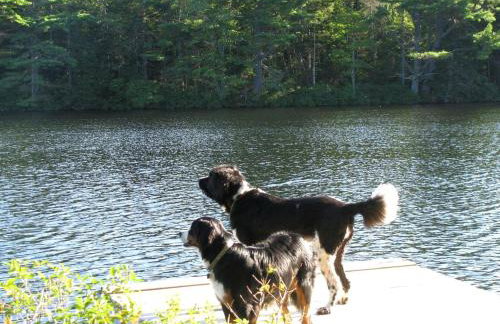 Secluded, Dog-Friendly Lakefront Cabin on Pristine Lake, Maine, for Wonderfully Romantic Getaways to Nature - Foto 24