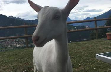 Agriturismo Al Franet - Photo 16