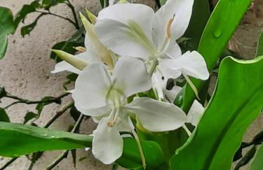 Terra-Crystal - Foto 45