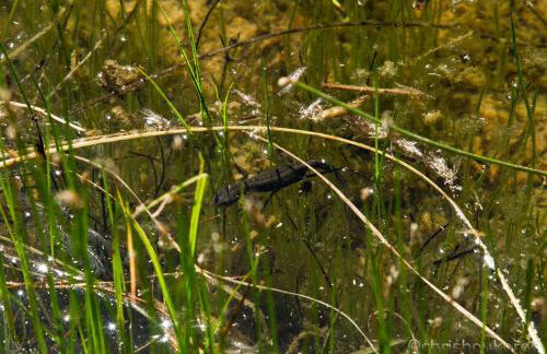 Amanitis Stone House - Foto 30