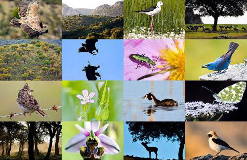 Casa Babel Monfragüe - Foto 3