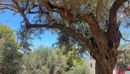 Filoxenia Studios - Foto 5