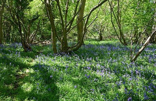 Gorgeous 3 Bedroom, 225 year old cottage - Foto 52