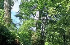 Leśny Domek - Foto 31