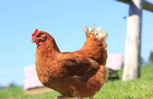 Ferienhof Kleber Bauernhof - mit KönigsCard - Foto 31
