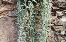 Casa Maricolilla - Foto 73