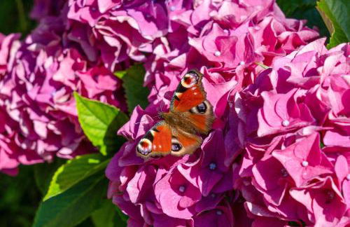 Ferienwohnungen Behling am Schufutsberg - Foto 60