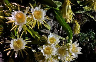 Taburiente - Foto 74