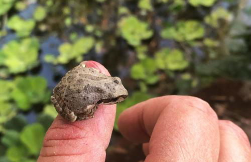 Delilah Ridge Winery Mid Mod Guesthouse - Foto 46