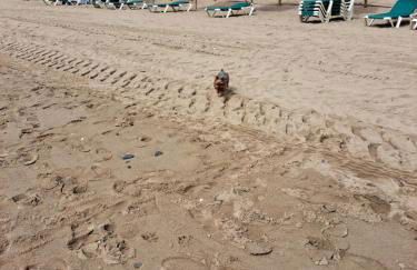 Apartamento con jardín y piscina Pet friendly - Photo 44