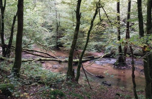 Talblick & Ruhe in Hirschhorn Langenthal - Foto 18