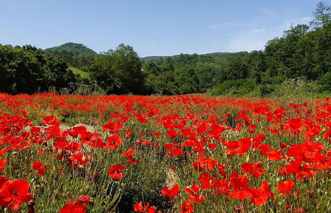 Villa Le Poggiola - Foto 39