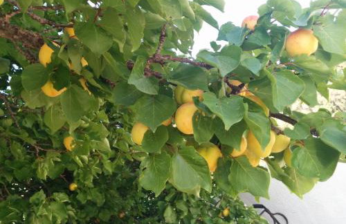 Varagoulis Giannis & Lenas Apartments - Foto 7