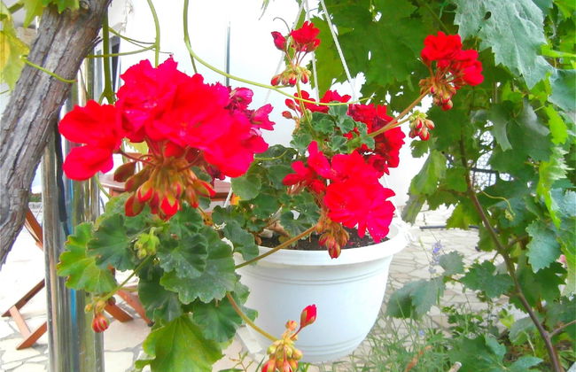 Apartments Cordis - Foto 68