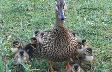 Moulin de Janlard - Foto 26