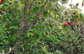 Aux Premières Loges - Foto 79