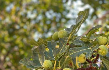 Apartments Marina - Foto 6