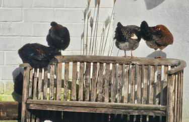 Ferienwohnungen Das Finkhaus - Foto 45