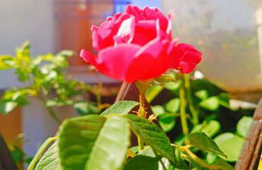 Il Roseto di Anna Home - Foto 6