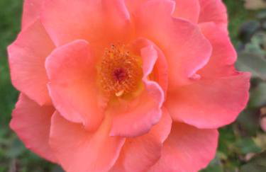 Zielonka Relaks - Foto 71