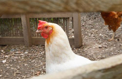 Colmar Friends and Familly guest home - ALL INCLUSIVE - COLMAR Gare - Jardin - Combles et Vous - Foto 69