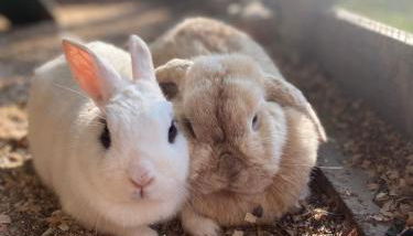 Agroturismo Anziola - Foto 4