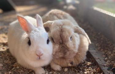 Agroturismo Anziola - Foto 4