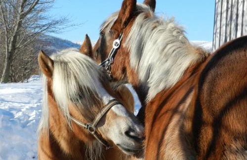 Ferienwohnungen Krieger - Foto 8
