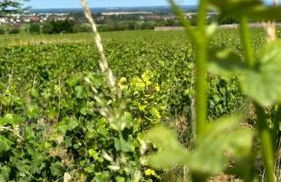 Aux Champs Perdrix - Foto 13