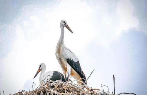 Large, atmospheric cottage in the countryside - Foto 33