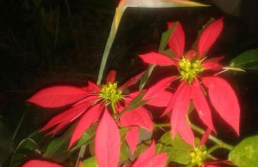 Finca las Palmeras - Foto 46