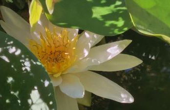 Filoxenia Olive Garden luxury villas and suites - Foto 48