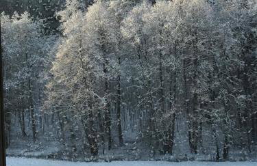 Na skraju gaju - Foto 22