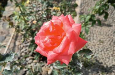 The Goat's Place III - Foto 28