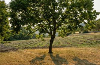 Mas au cœur de la Provence, paradis isolé à l'Etournelle - Photo 34