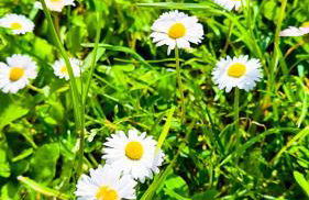 Rome Sweet Home - Foto 8