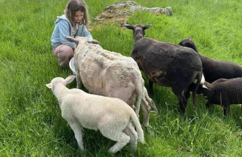 Gîte charmant pour 10, nature et confort avec animaux admis - FR-1-496-60 - Foto 27