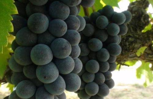 Gästehaus Minkel - Photo 12